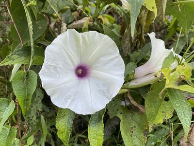 Ipomoea pandurata, photographed by Daniel Patterson
