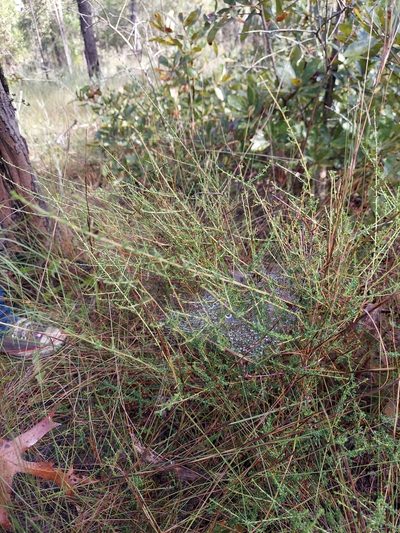 Ceanothus microphyllus, photographed by Athena Philips