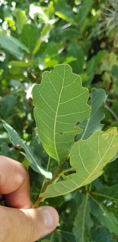 Quercus glaucoides, photographed by Eugenio Padilla
