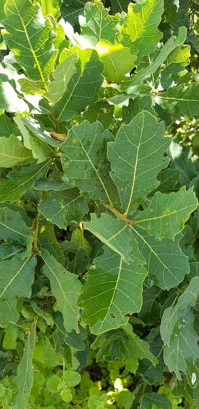 Quercus glaucoides, photographed by Eugenio Padilla