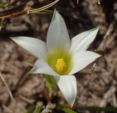 Romulea flava, photographed by Nicola van Berkel