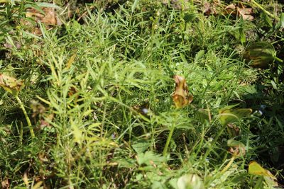 Cicuta virosa, photographed by Tatiana Strus