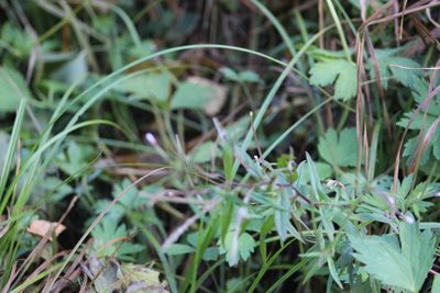 Epilobium palustre, photographed by Tatiana Strus