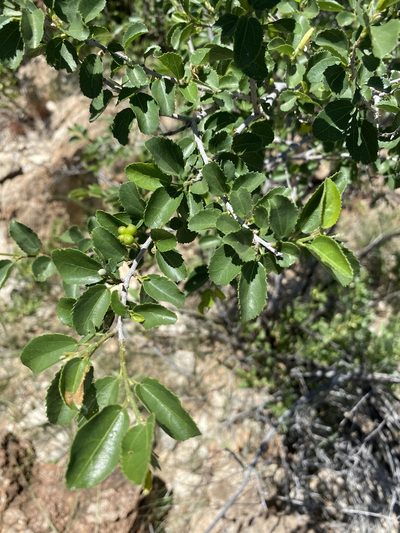 Grewia tenax, photographed by Dave U
