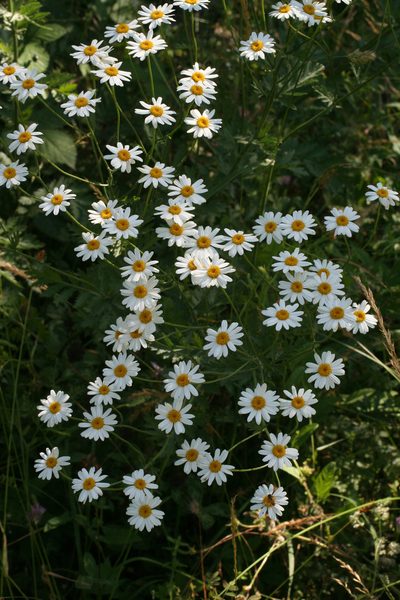 Tripleurospermum caucasicum, photographed by Oleg Kosterin