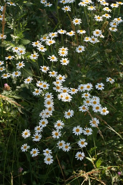Tripleurospermum caucasicum, photographed by Oleg Kosterin