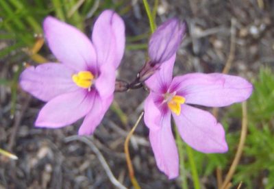 Ixia confusa, photographed by Nicola van Berkel