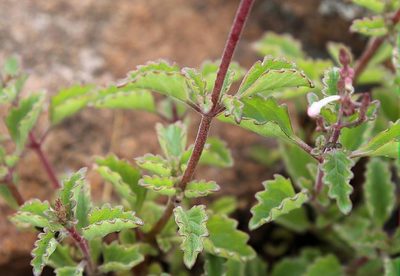 Aeollanthus rehmannii, photographed by Wynand Uys