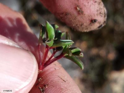 Oxalis stokoei, photographed by Chris Vynbos