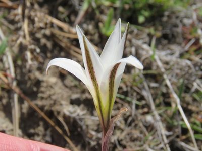 Tristagma patagonicum, photographed by Nicolas Olejnik