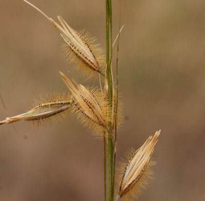 Loudetiopsis chrysothrix, photographed by Márcia Martins