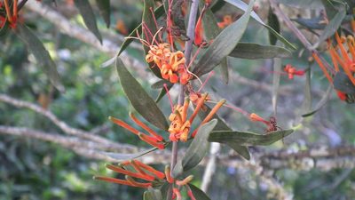 Moquiniella rubra, photographed by Shaun Swanepoel