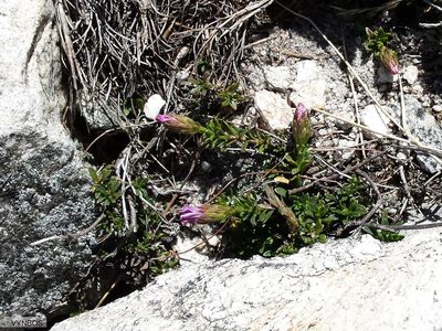 Polyarrhena imbricata, photographed by Chris Vynbos