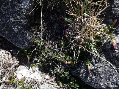 Polyarrhena imbricata, photographed by Chris Vynbos