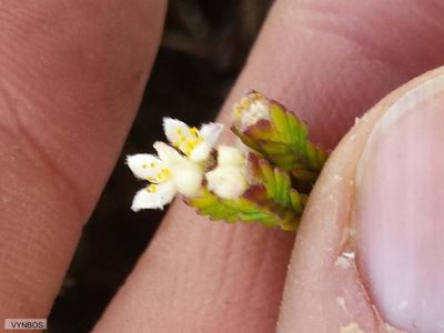 Lachnaea laniflora, photographed by Chris Vynbos