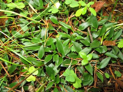Goodyera repens, photographed by Марина