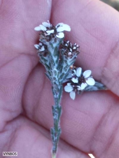 Stoebe pilosa, photographed by Chris Vynbos