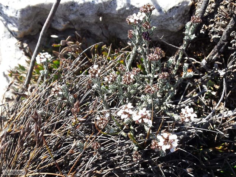 Stoebe pilosa, photographed by Chris Vynbos