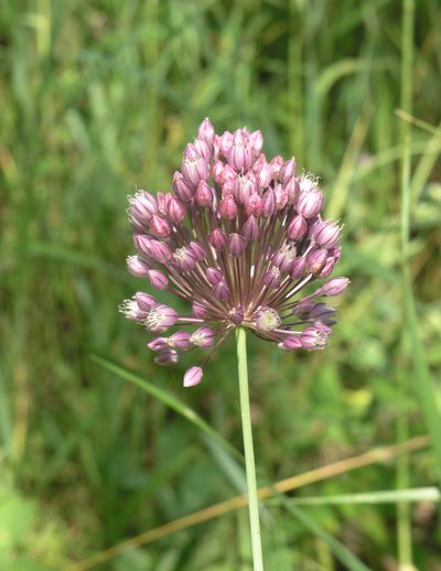 Allium erubescens, photographed by Oleg Kosterin