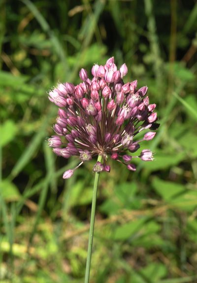 Allium erubescens, photographed by Oleg Kosterin