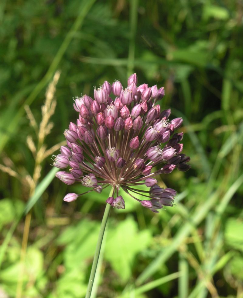 Allium erubescens, photographed by Oleg Kosterin