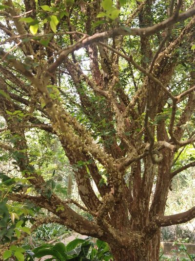 Plinia cauliflora, photographed by Bruno Henrique Aranda