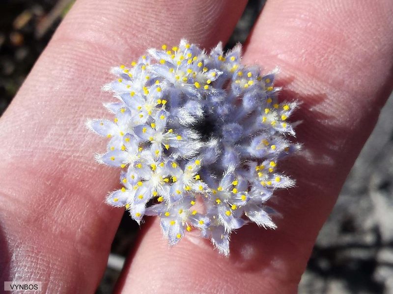 Lachnaea pomposa, photographed by Chris Vynbos