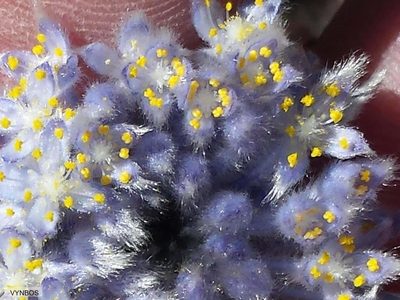 Lachnaea pomposa, photographed by Chris Vynbos