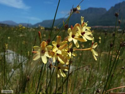 Ixia paniculata, photographed by Chris Vynbos