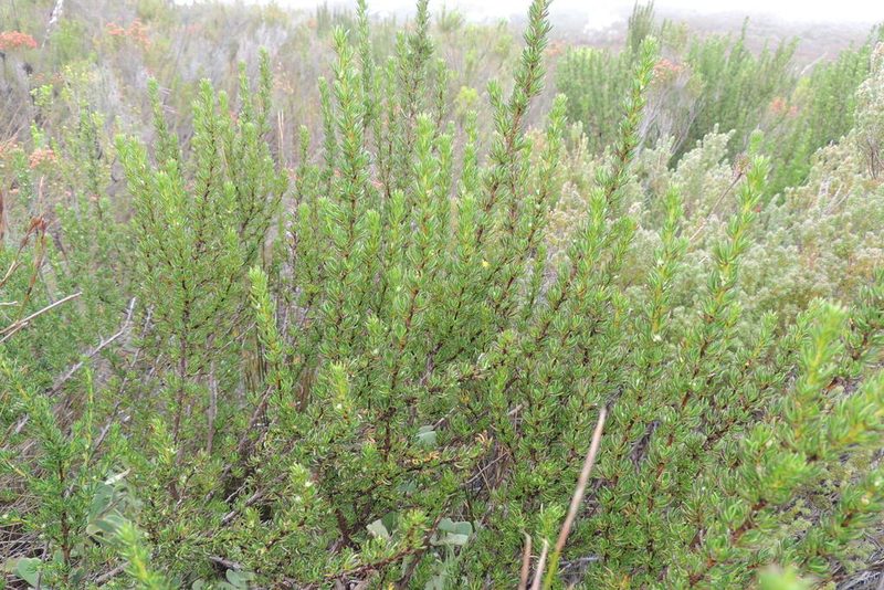 Cliffortia densa, photographed by jillblignaut