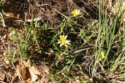 Cullumia aculeata, photographed by jillblignaut