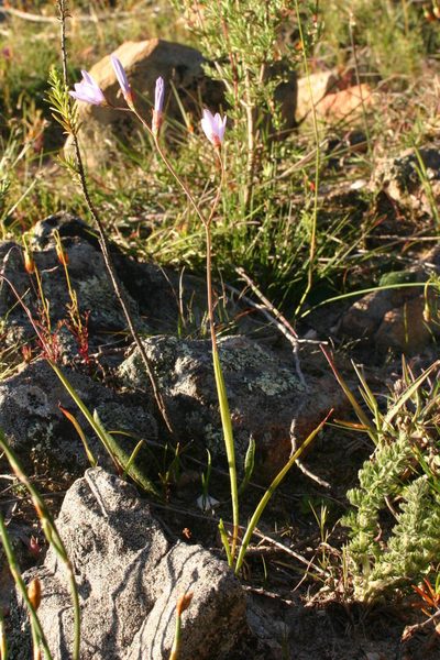 Geissorhiza heterostyla, photographed by jillblignaut