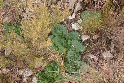 Lichtensteinia latifolia, photographed by jillblignaut