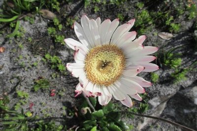 Gerbera wrightii, photographed by Caroline Voget