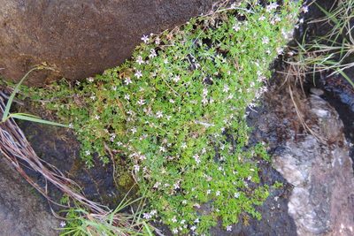 Lobelia muscoides, photographed by jillblignaut
