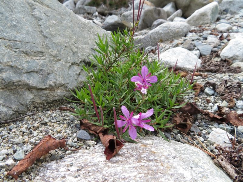 Epilobium colchicum, photographed by Марина
