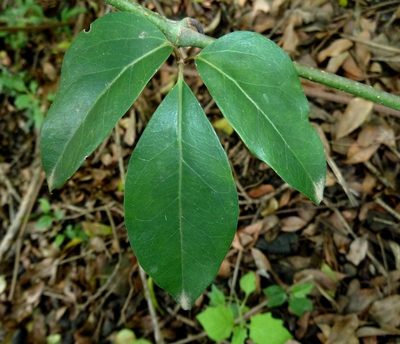 Rhoicissus revoilii, photographed by M Kriek