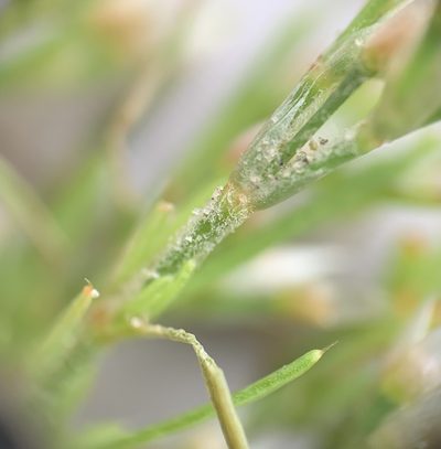 Polycarpaea corymbosa, photographed by natalie
