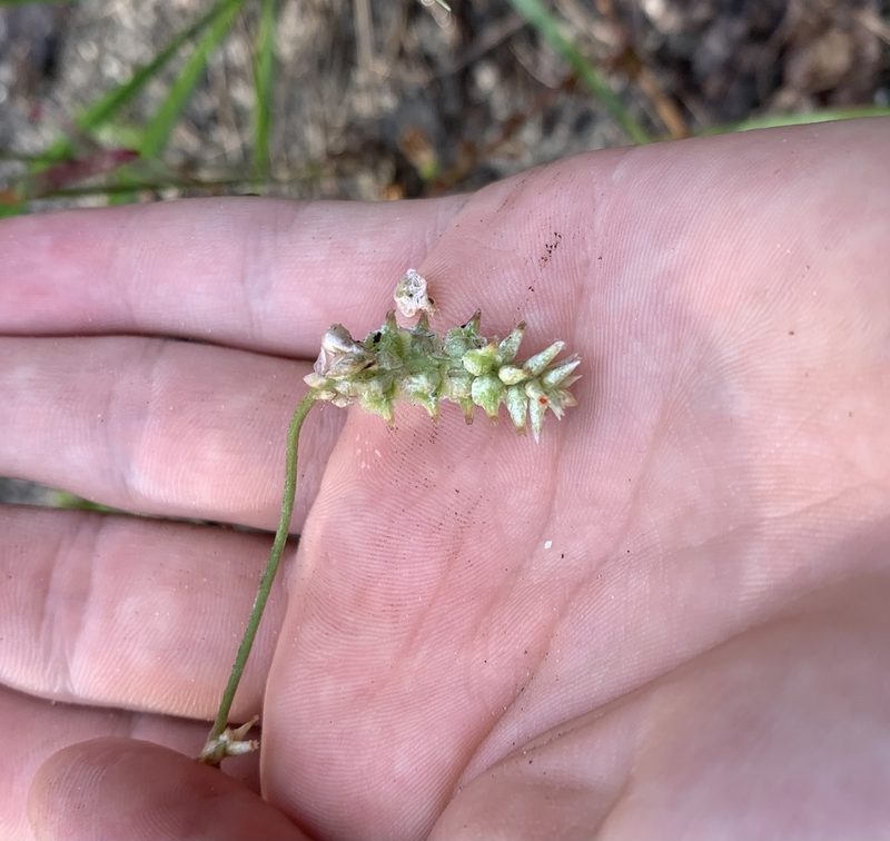 Froelichia floridana, photographed by natalie