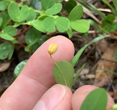 Chamaecrista rotundifolia, photographed by natalie