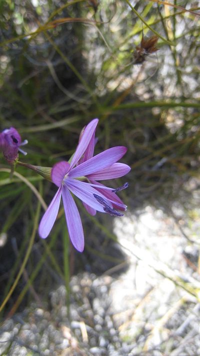 Geissorhiza ramosa, photographed by jillblignaut
