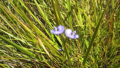 Psoralea trullata, photographed by jillblignaut