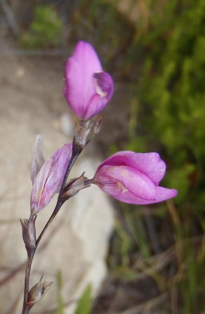 Ixia confusa, photographed by Nicola van Berkel