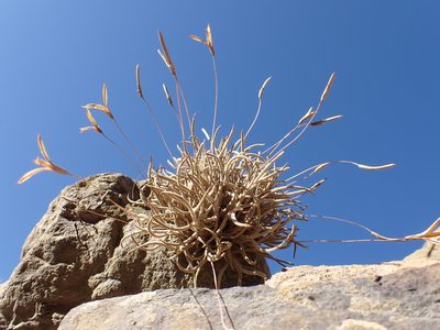 Tillandsia capillaris, photographed by Skjold Søndergaard