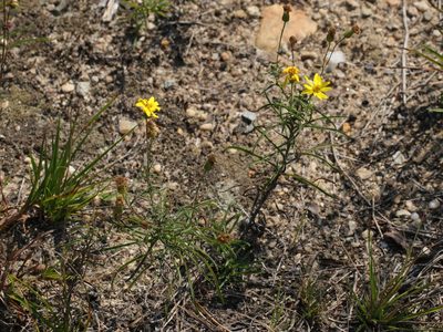 Pityopsis falcata, photographed by Jake McCumber