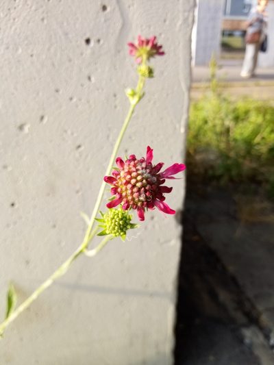 Knautia macedonica, photographed by Vladimír Fuka