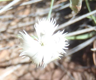 Dianthus micropetalus, photographed by Nicola van Berkel