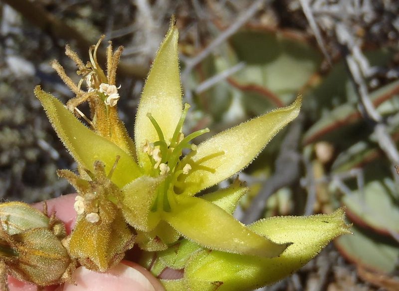 Cotyledon cuneata, photographed by Nicola van Berkel