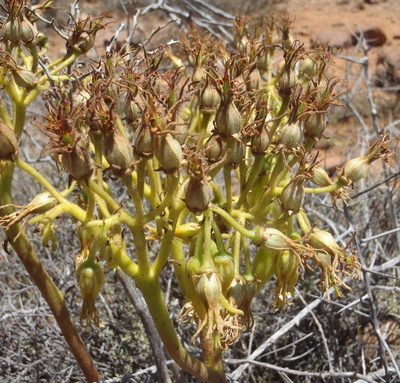 Cotyledon cuneata, photographed by Nicola van Berkel