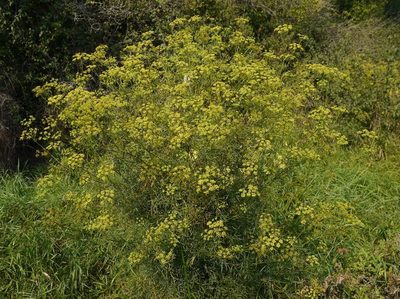 Peucedanum ruthenicum, photographed by Roman